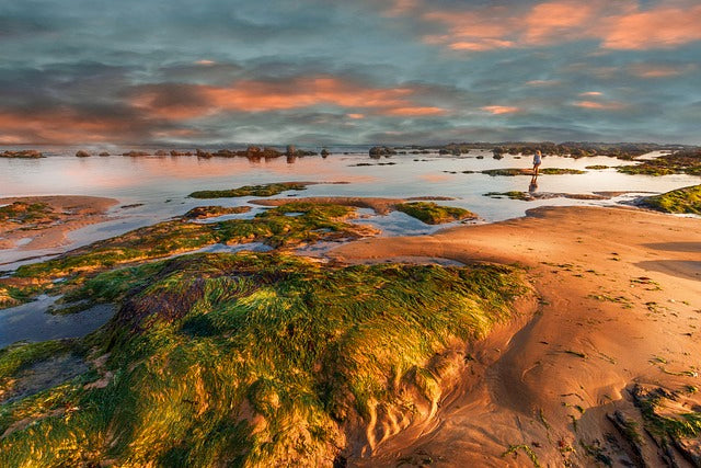 How is sea moss harvested